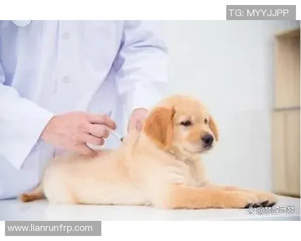 足球明星与爱犬的生活揭秘：他们如何选择和照顾自己的狗狗